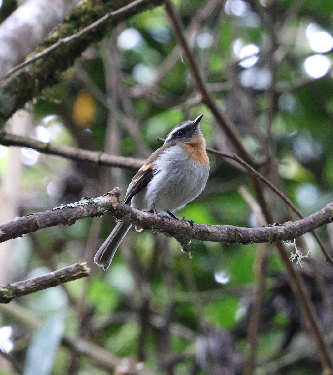 Orangebrust-Schmätzertyrann - ML645708081