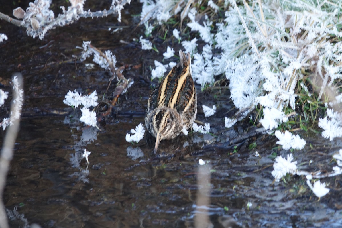 Jack Snipe - ML645708102