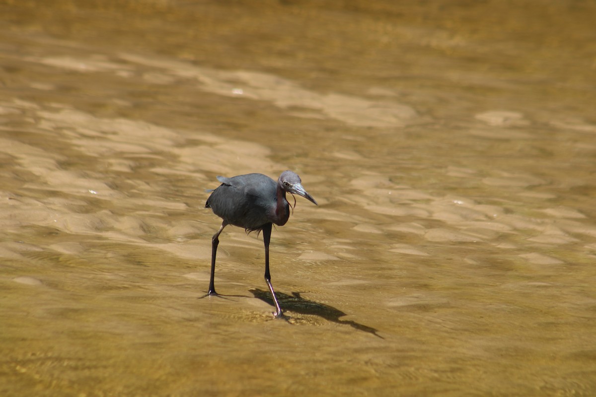 Little Blue Heron - ML645708109