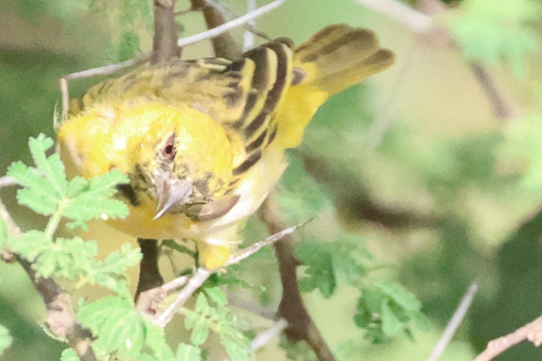 Little Weaver - ML645708118