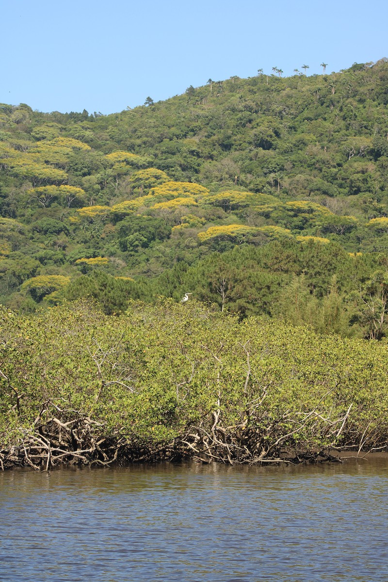 Cocoi Heron - ML645708119