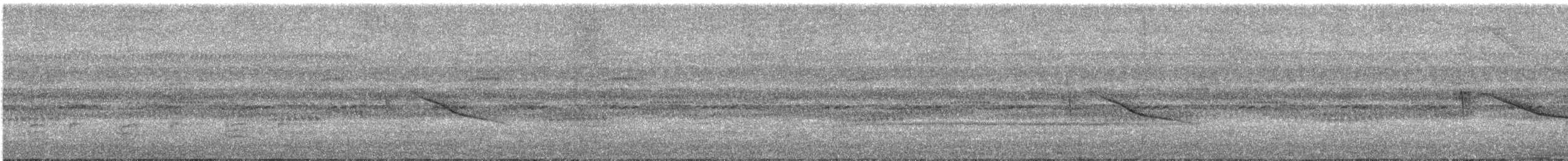 Chotacabras Coliblanco - ML645708127