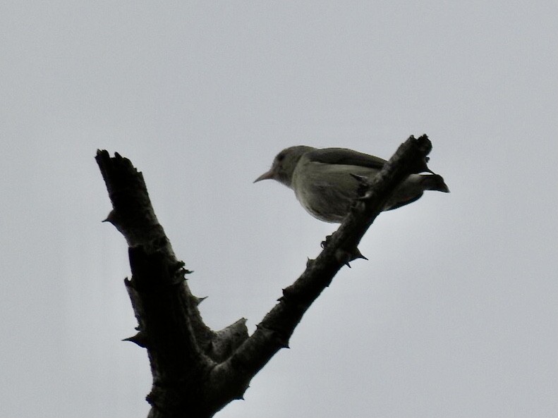 květozob křivozobý - ML645708139