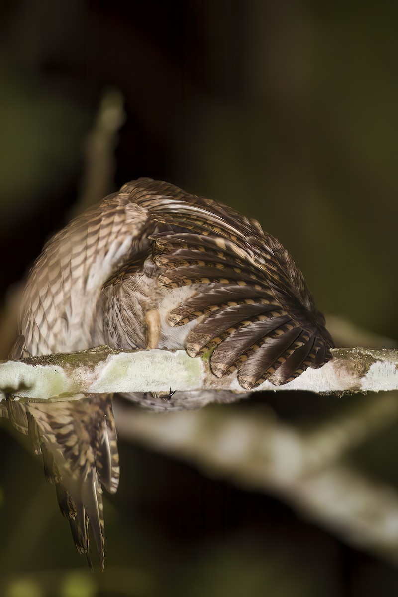 Mindanao Scops-Owl - ML645708143