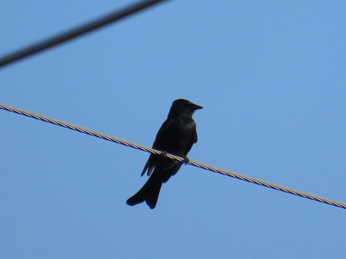 drongo černý - ML645708144