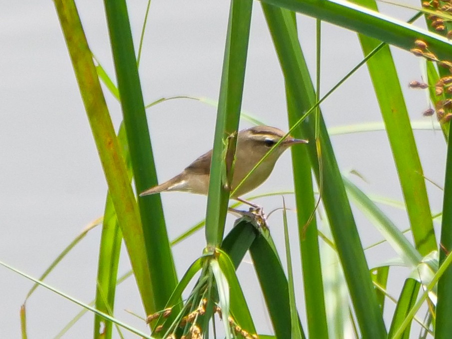 Хар хөмсөгт охил бялзуухай - ML645708145