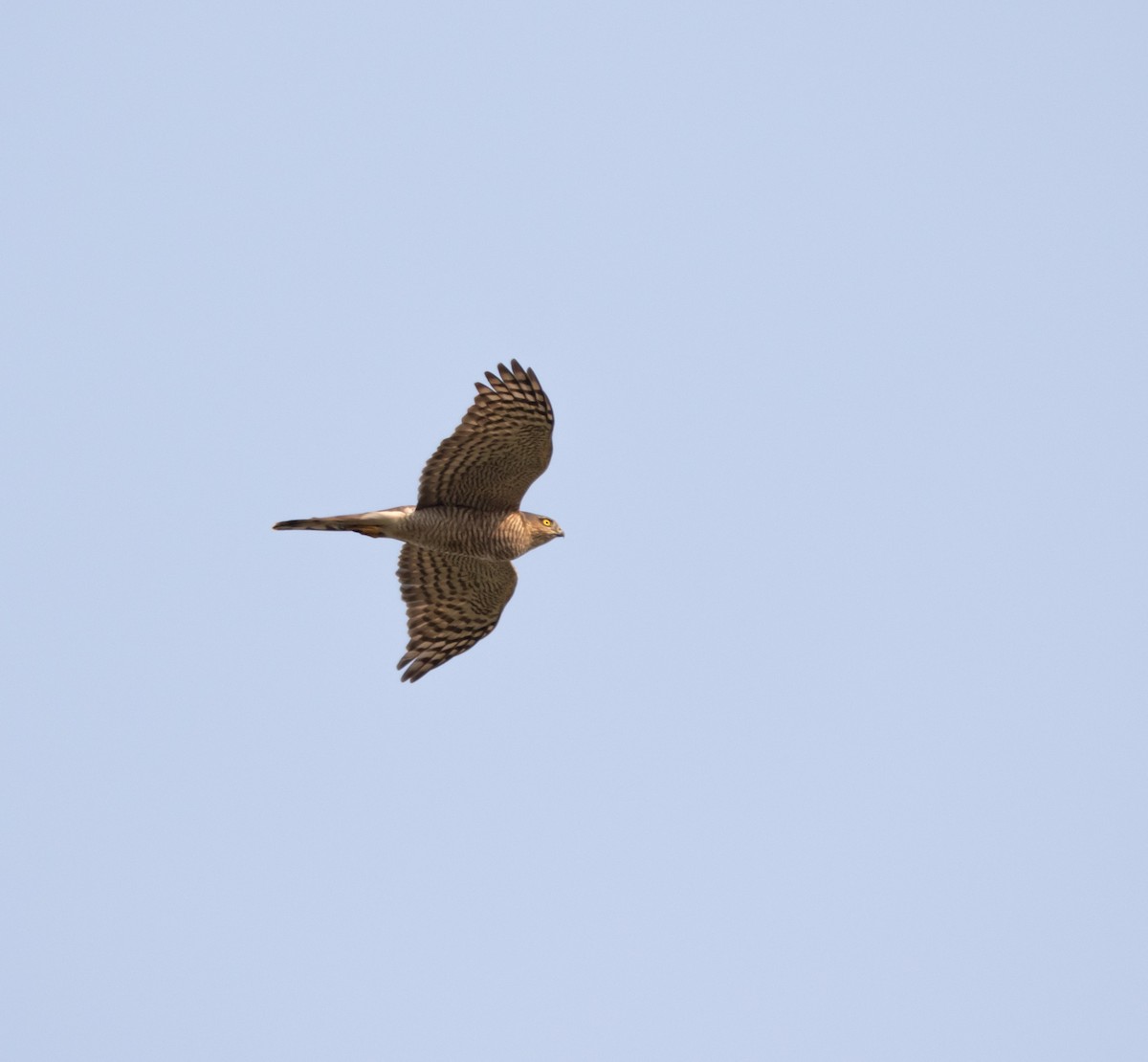 Eurasian Sparrowhawk - ML645708152