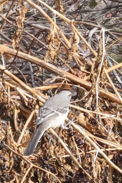 drozdec mnohohlasý - ML645708153