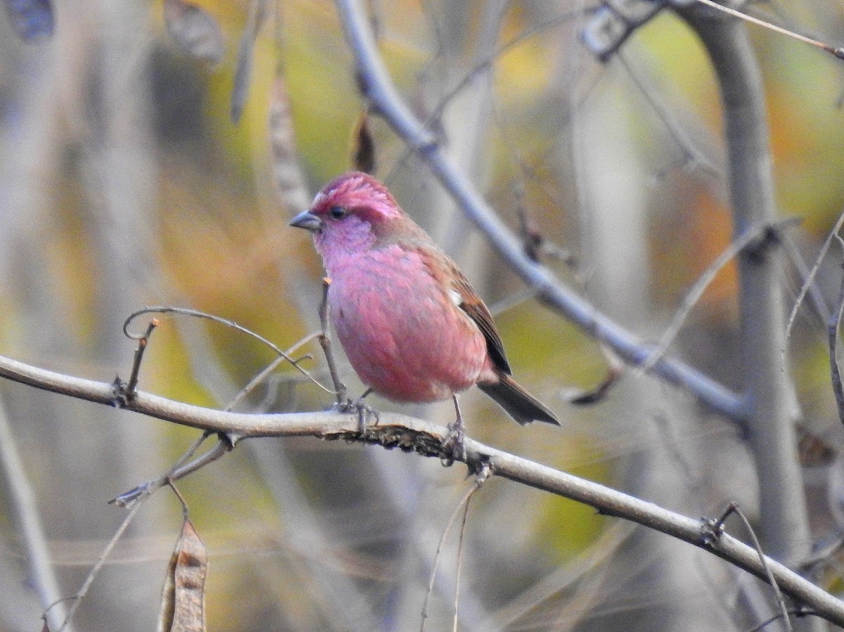 Pink-browed Rosefinch - ML645708154