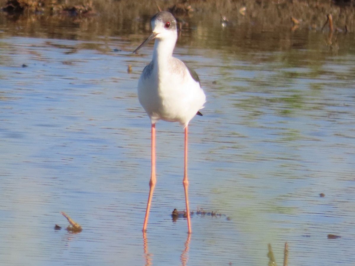 高蹺鴴 - ML645708159