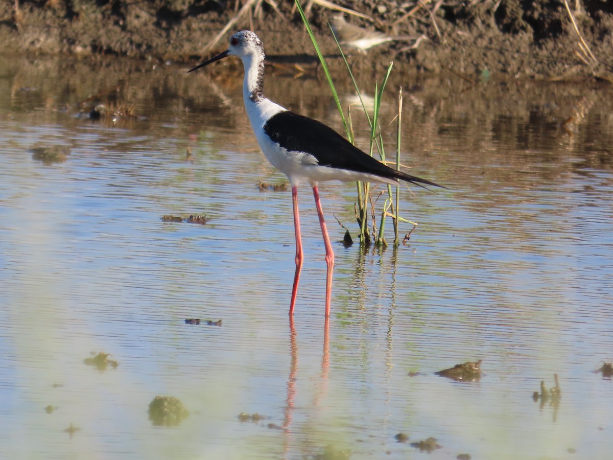 高蹺鴴 - ML645708160