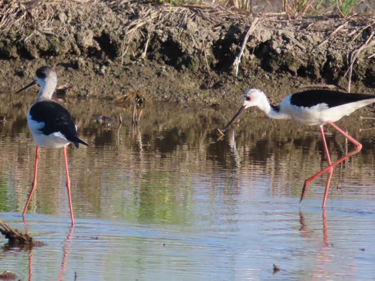 高蹺鴴 - ML645708161