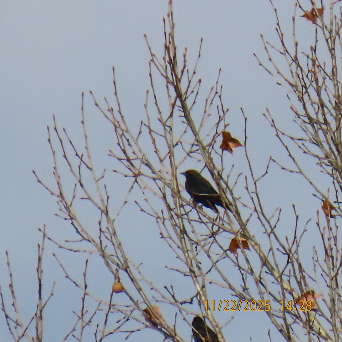 blackbird sp. - ML645708162