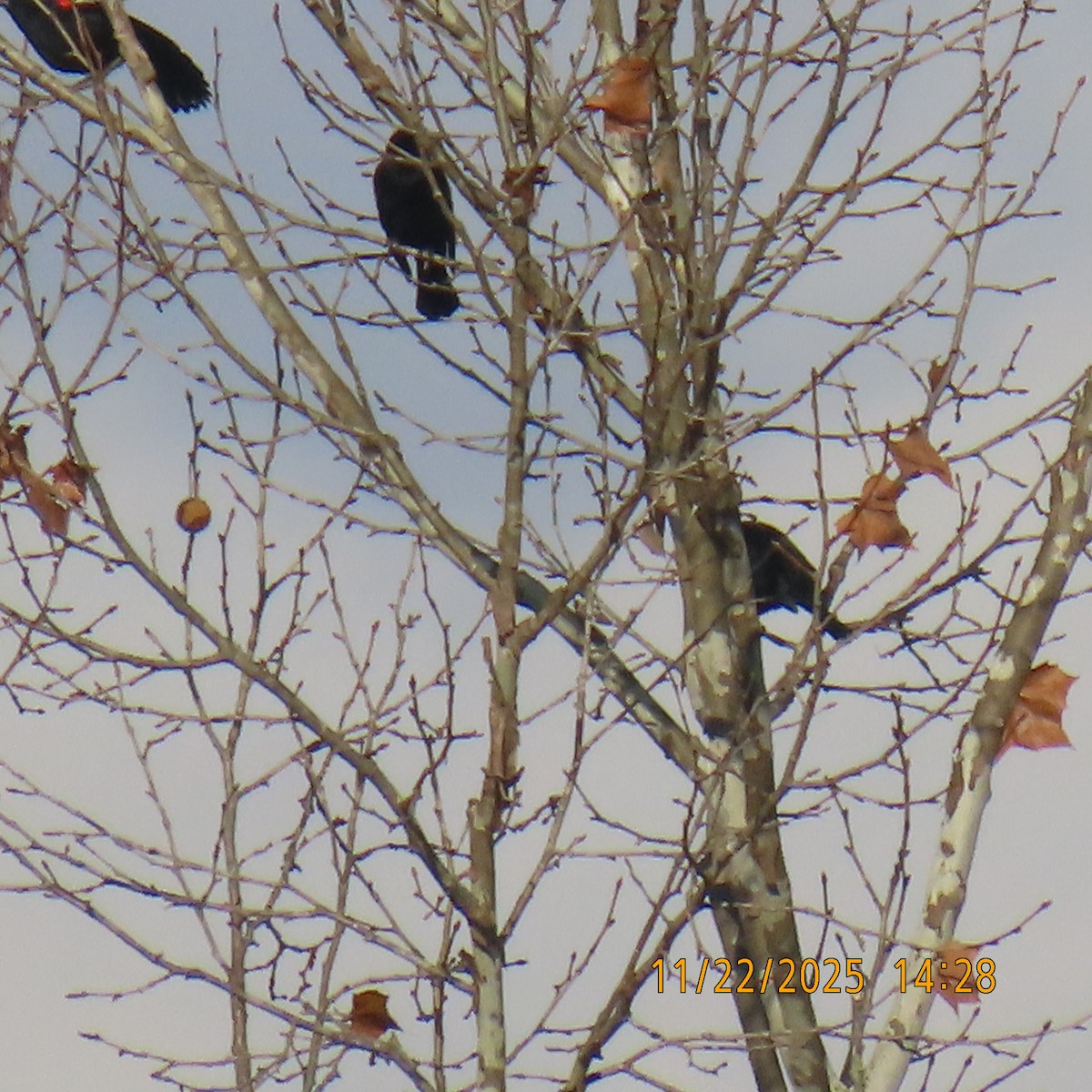 blackbird sp. - ML645708163