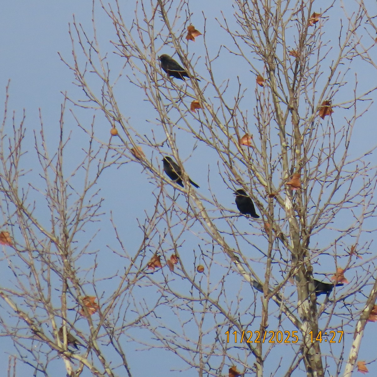blackbird sp. - ML645708164