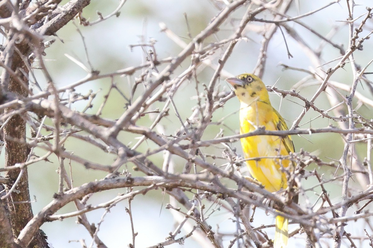 Lesser Masked-Weaver - ML645708169