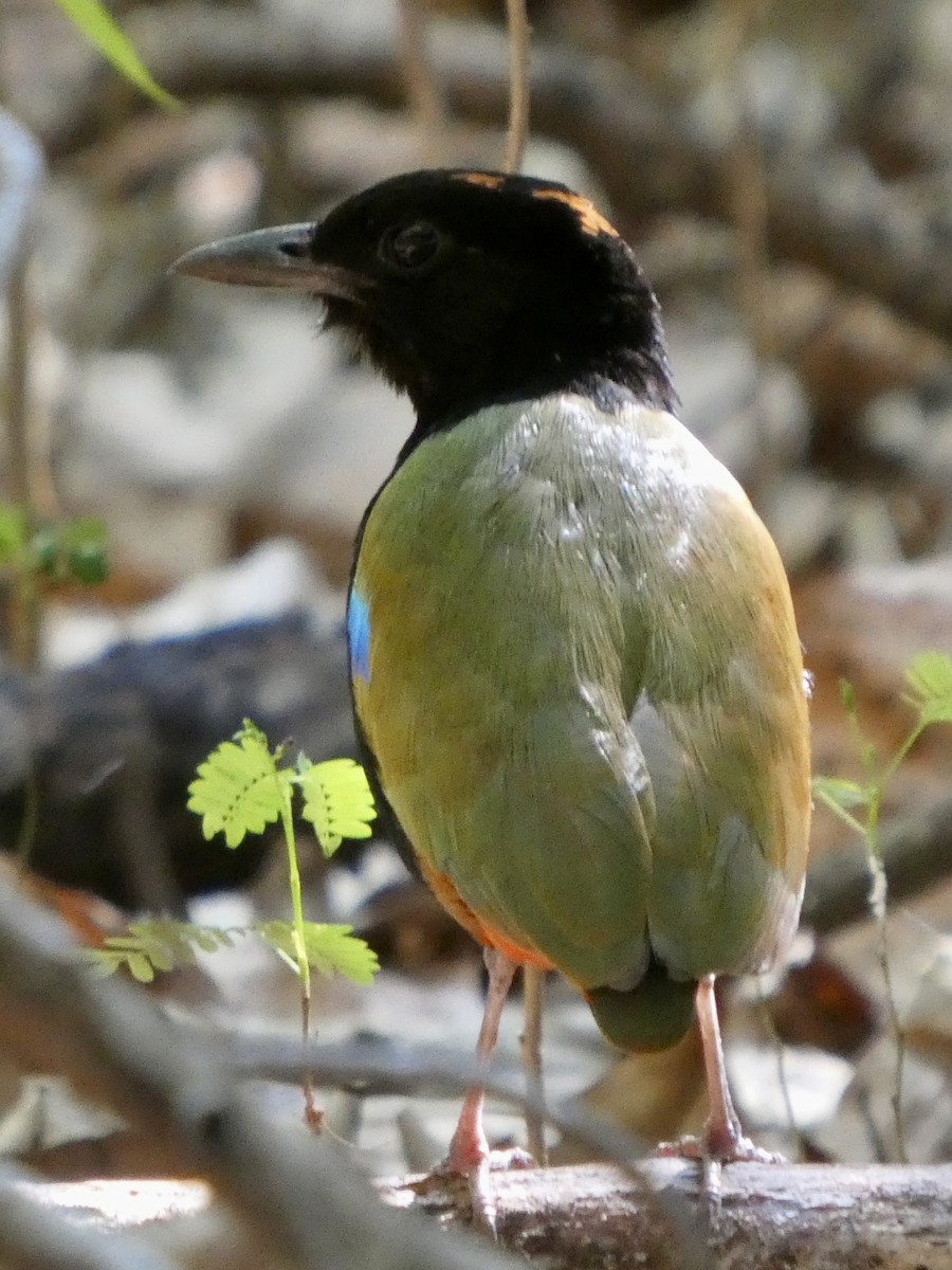 Rainbow Pitta - ML645708172