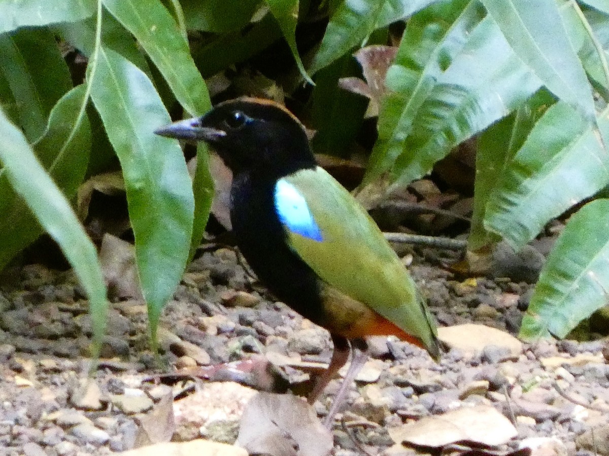 Rainbow Pitta - ML645708173