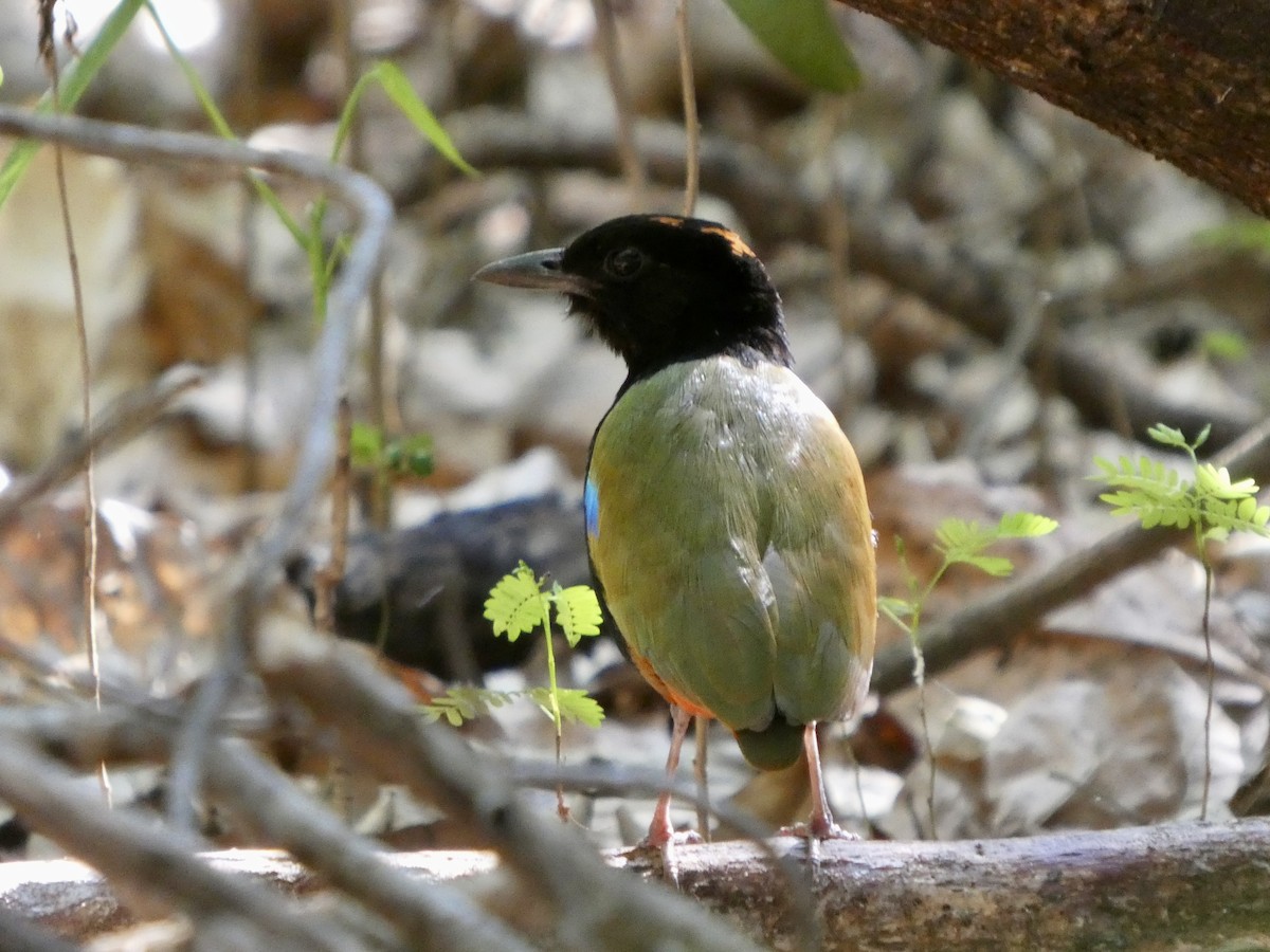Rainbow Pitta - ML645708174