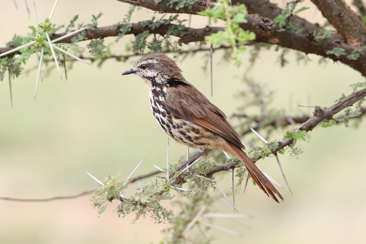 Spotted Morning-Thrush - ML645708175
