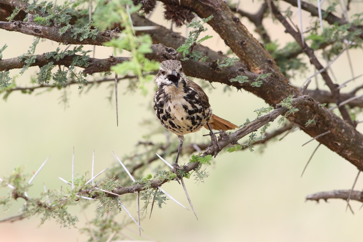 Spotted Morning-Thrush - ML645708176