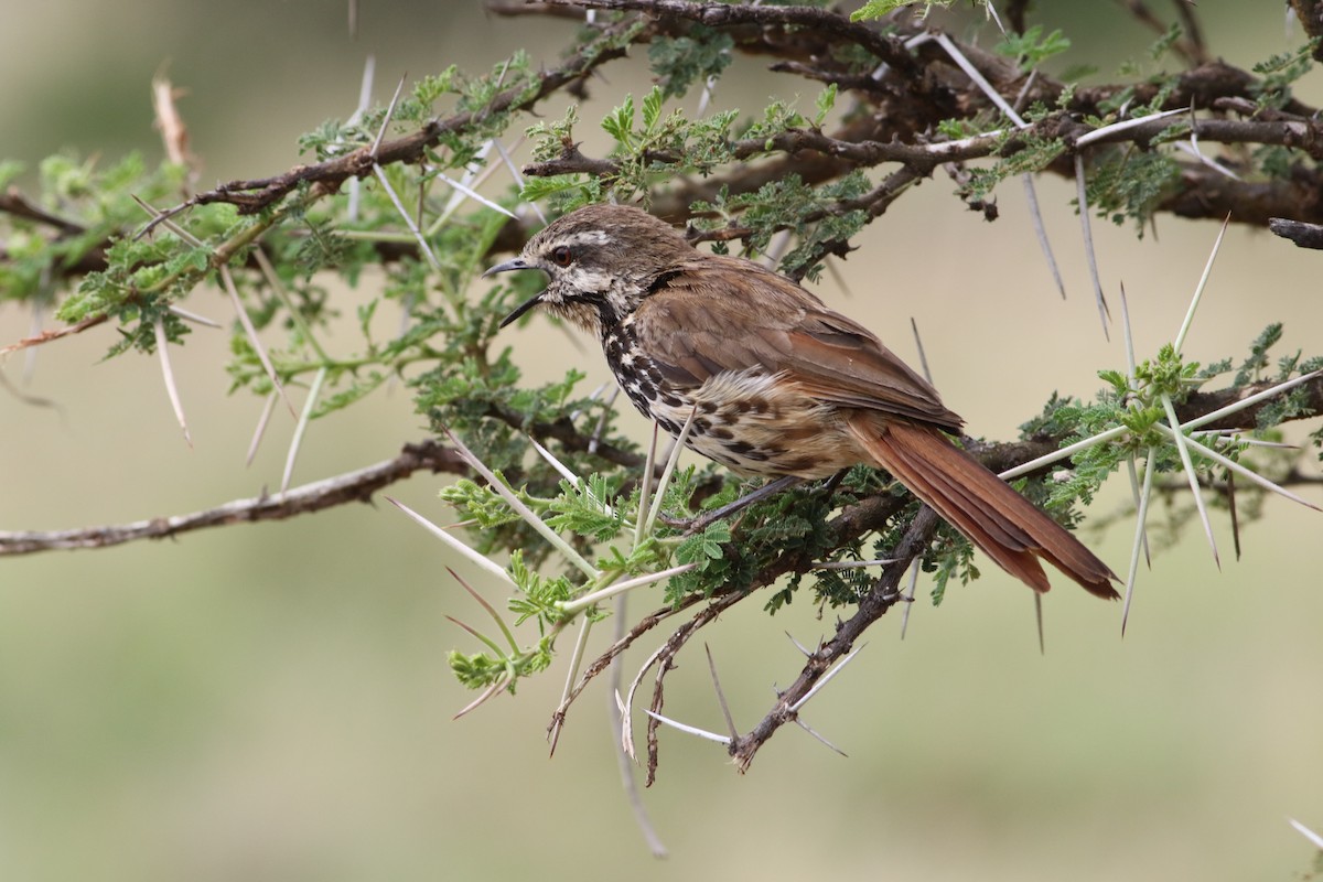 Spotted Morning-Thrush - ML645708177