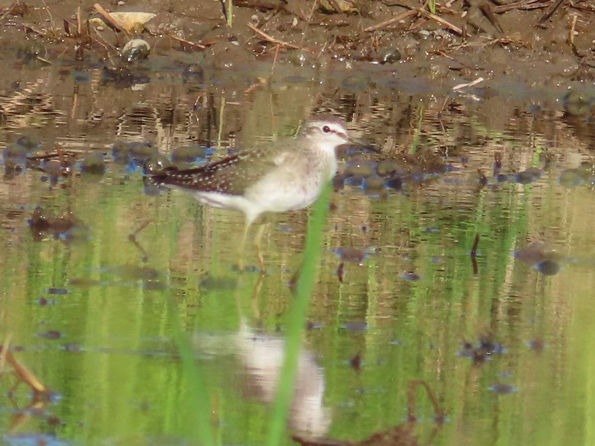 vodouš bahenní - ML645708186