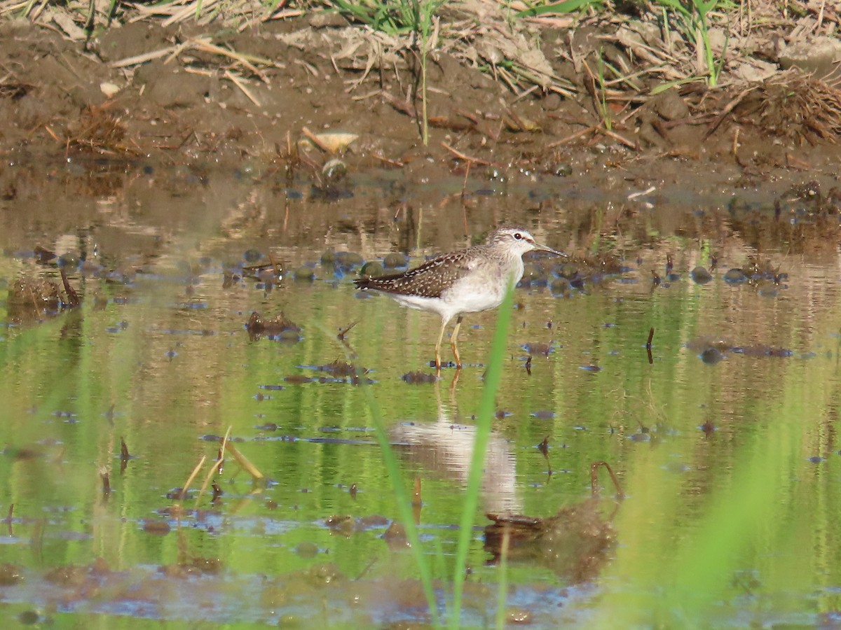 vodouš bahenní - ML645708189