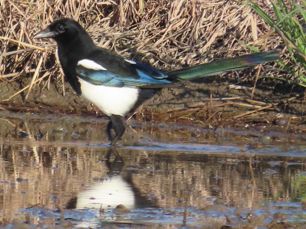 Orientelster - ML645708201