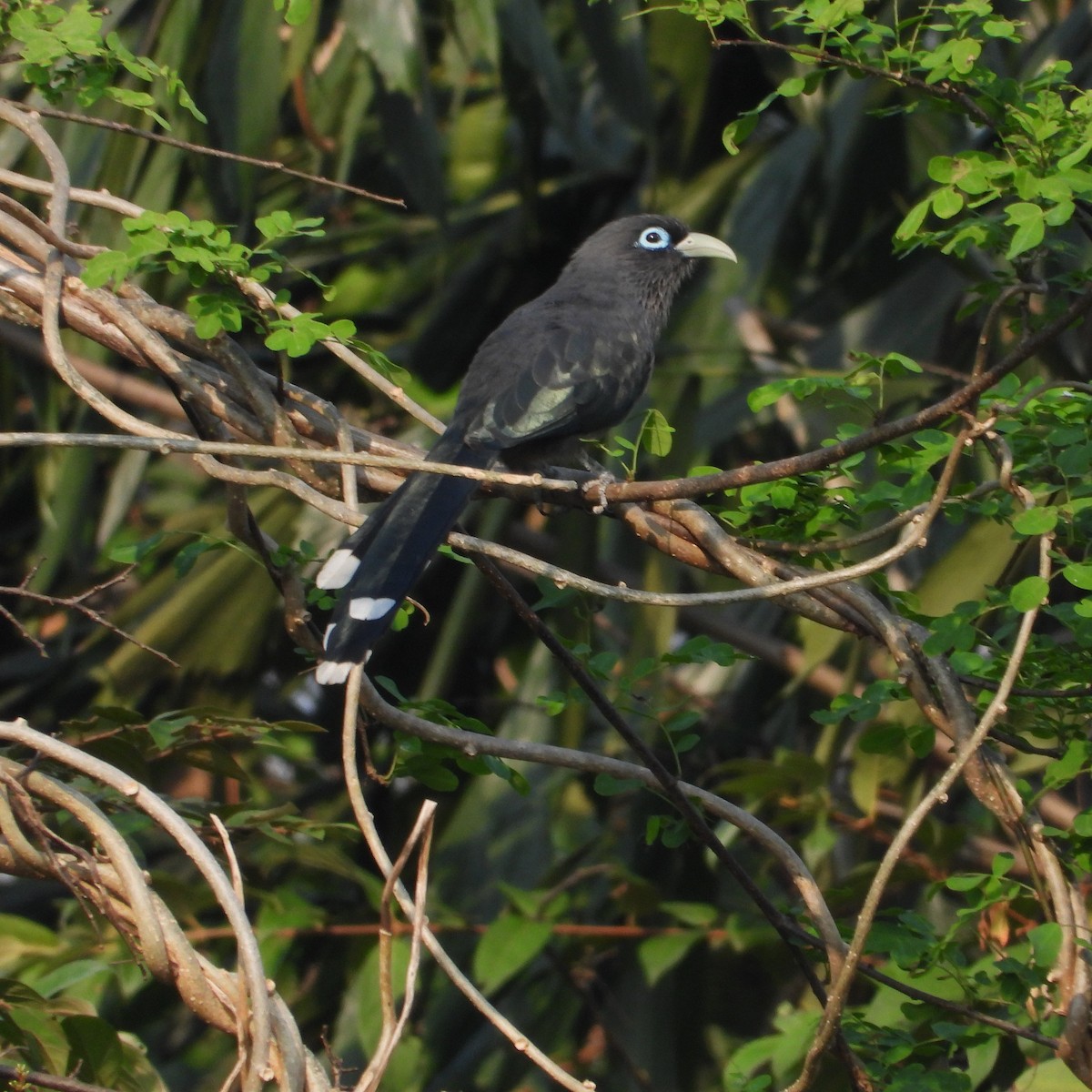 Синеглазая малкоа - ML645708202