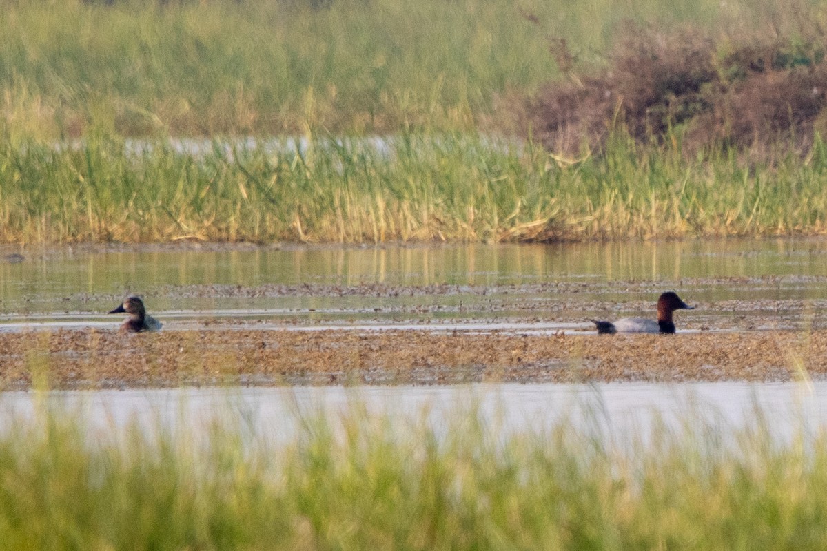 Common Pochard - ML645708203