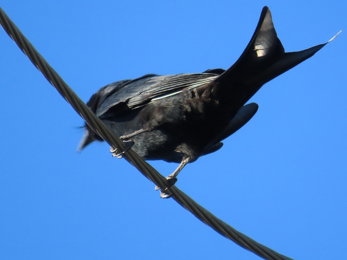 drongo černý - ML645708209