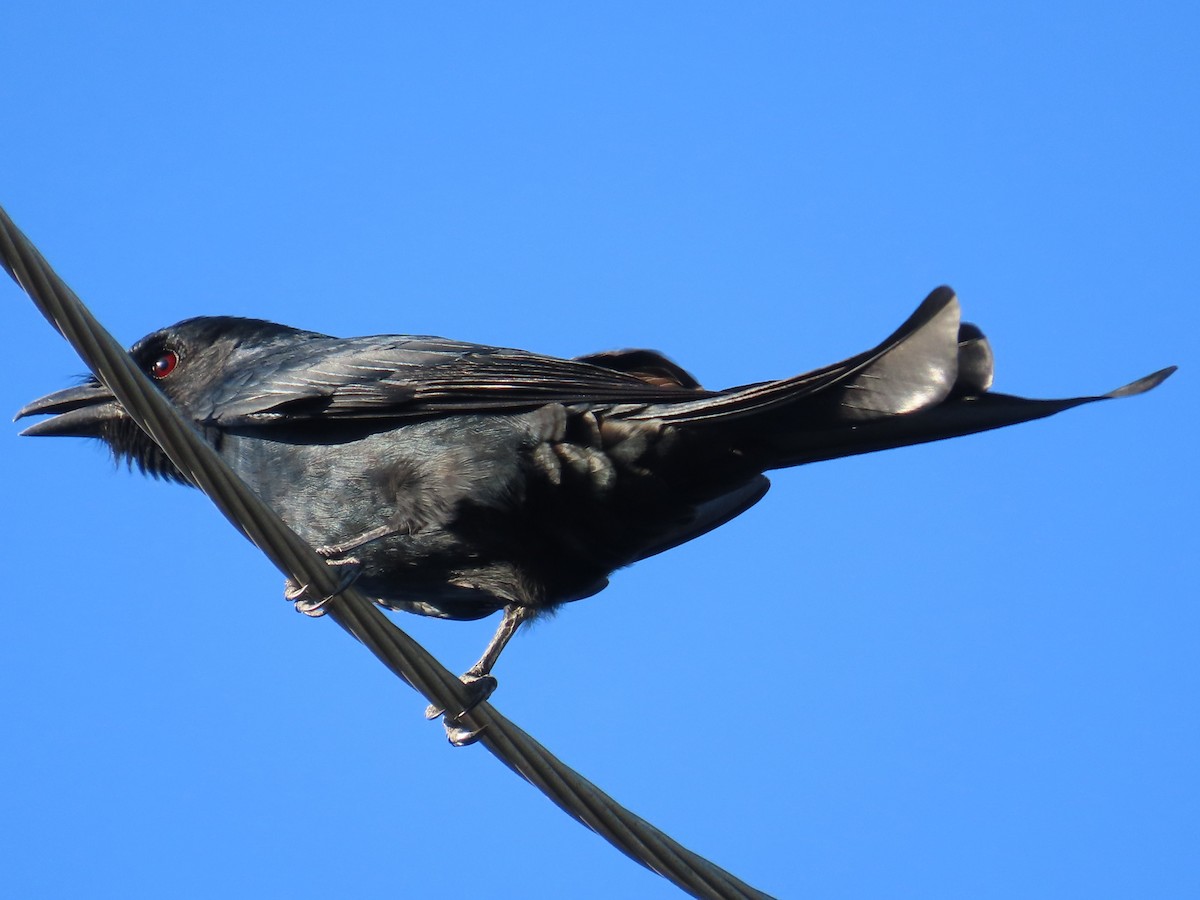 drongo černý - ML645708210