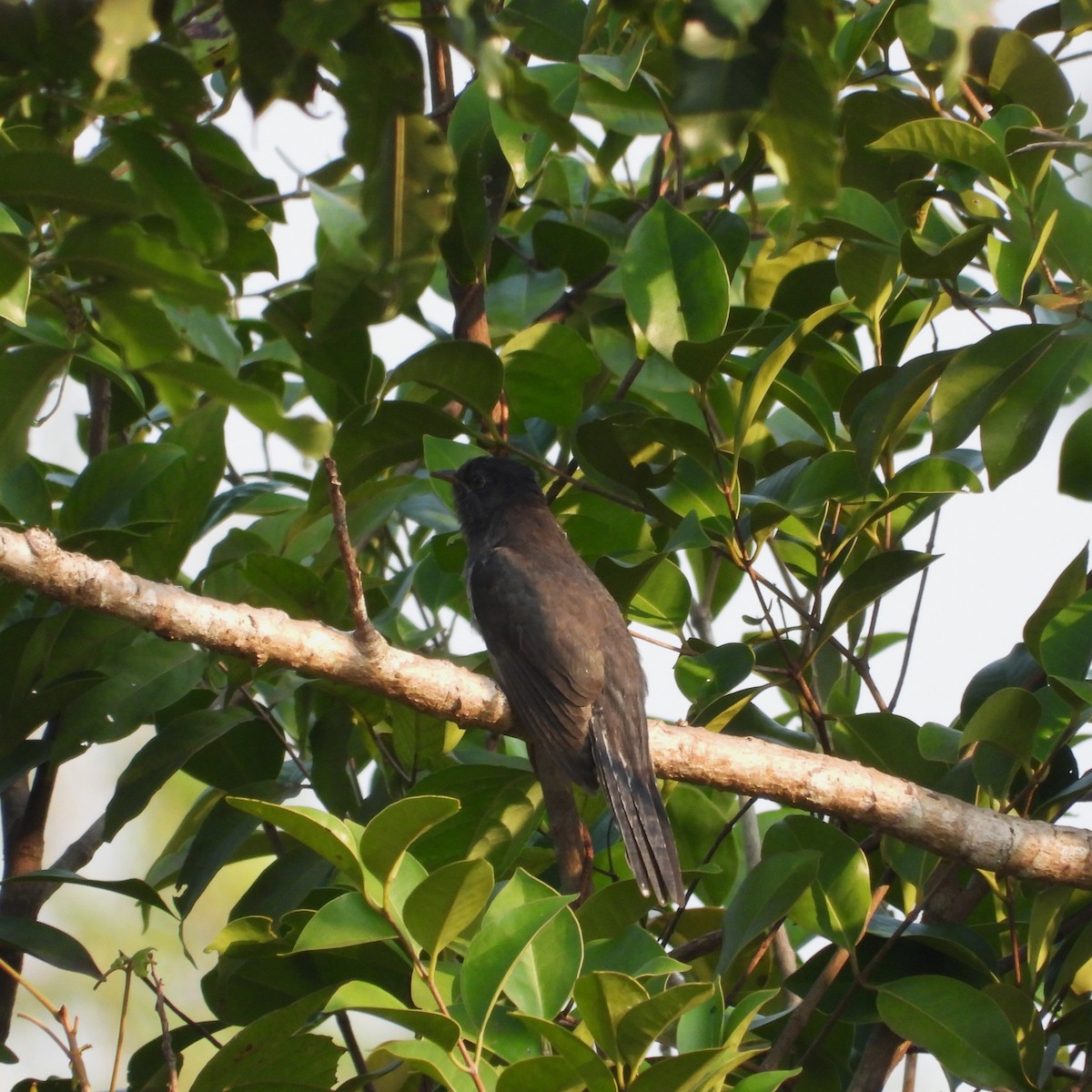 Cuco Pechigrís - ML645708211