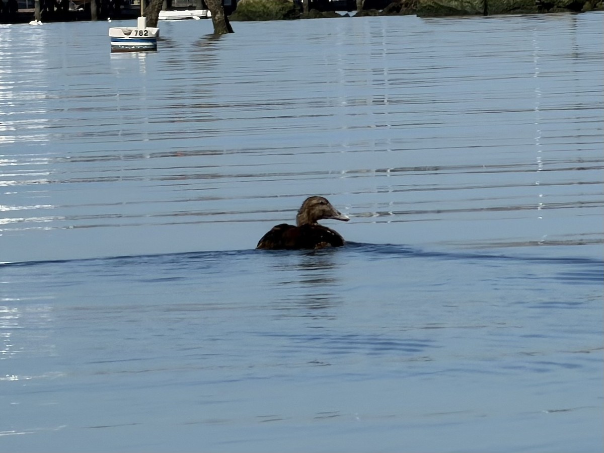 Common Eider - ML645708212