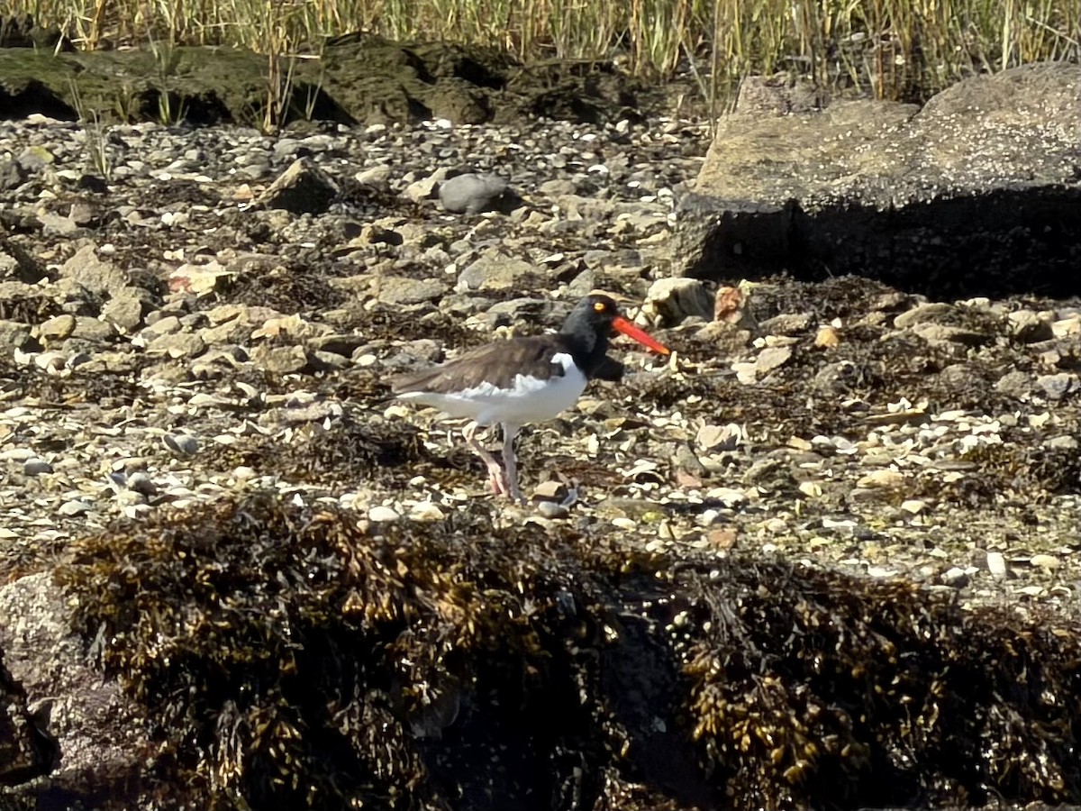 American Oystercatcher - ML645708242