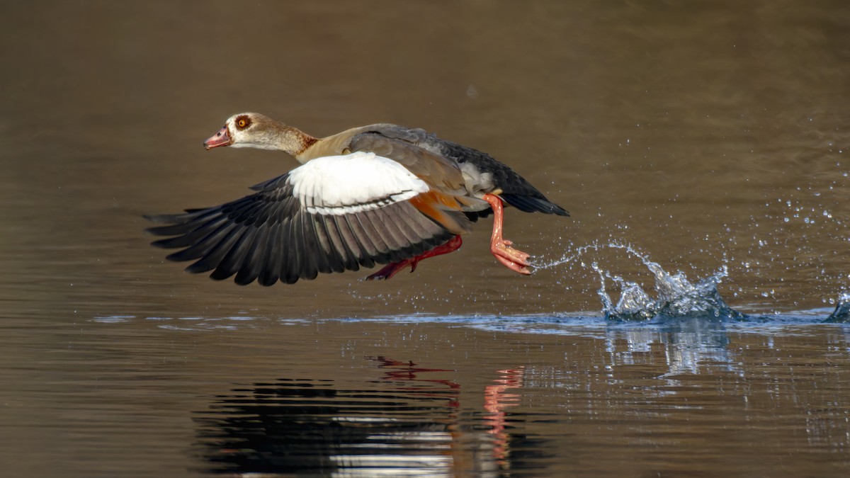 埃及雁 - ML645708244
