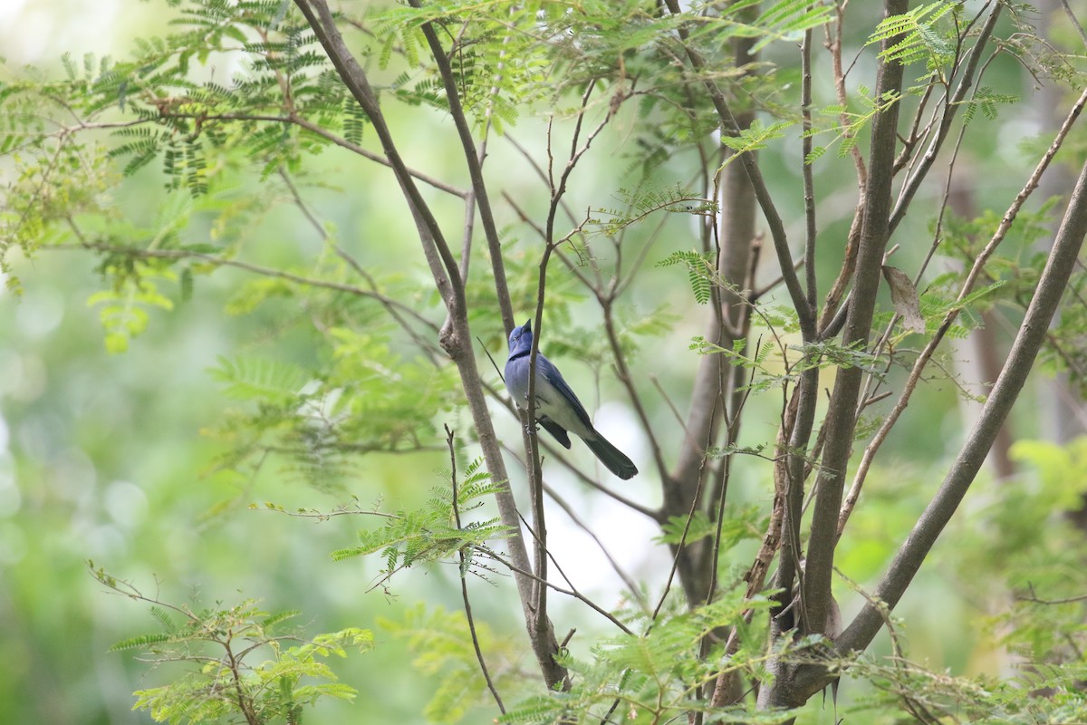 Black-naped Monarch - ML645708263