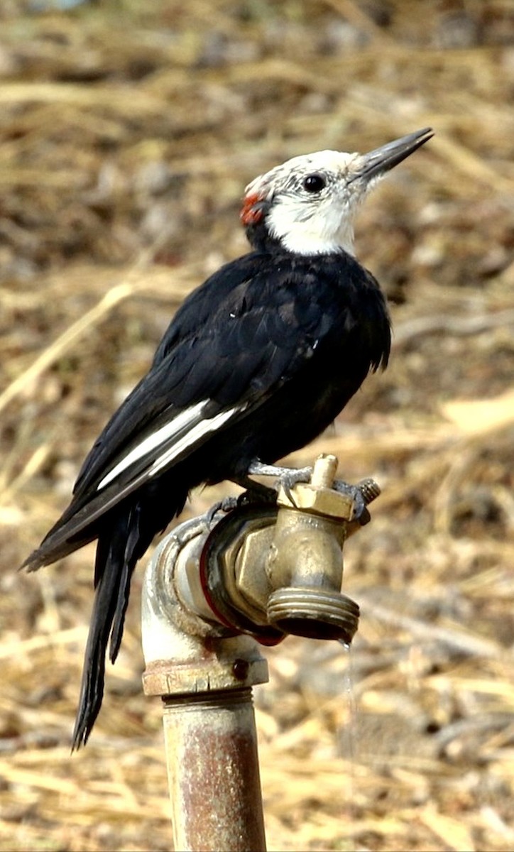 White-headed Woodpecker - ML645708272