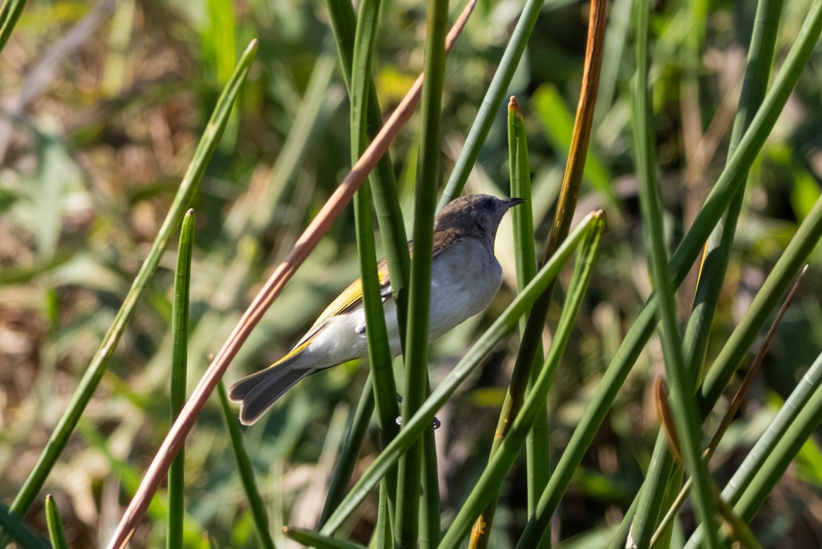 Kızıl Boğazlı Balkuşu - ML645708273