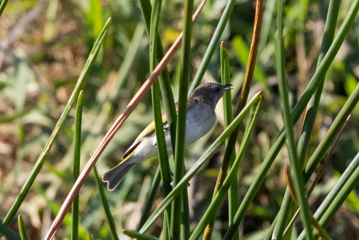Kızıl Boğazlı Balkuşu - ML645708274