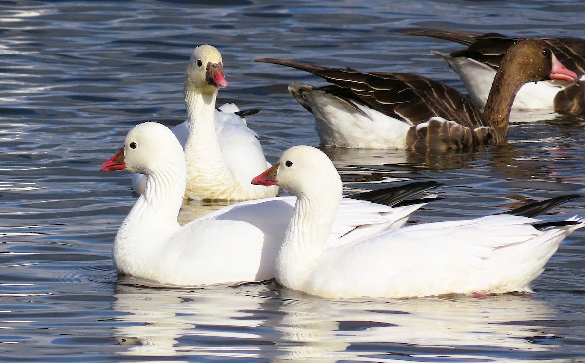 Ross's Goose - ML645708281
