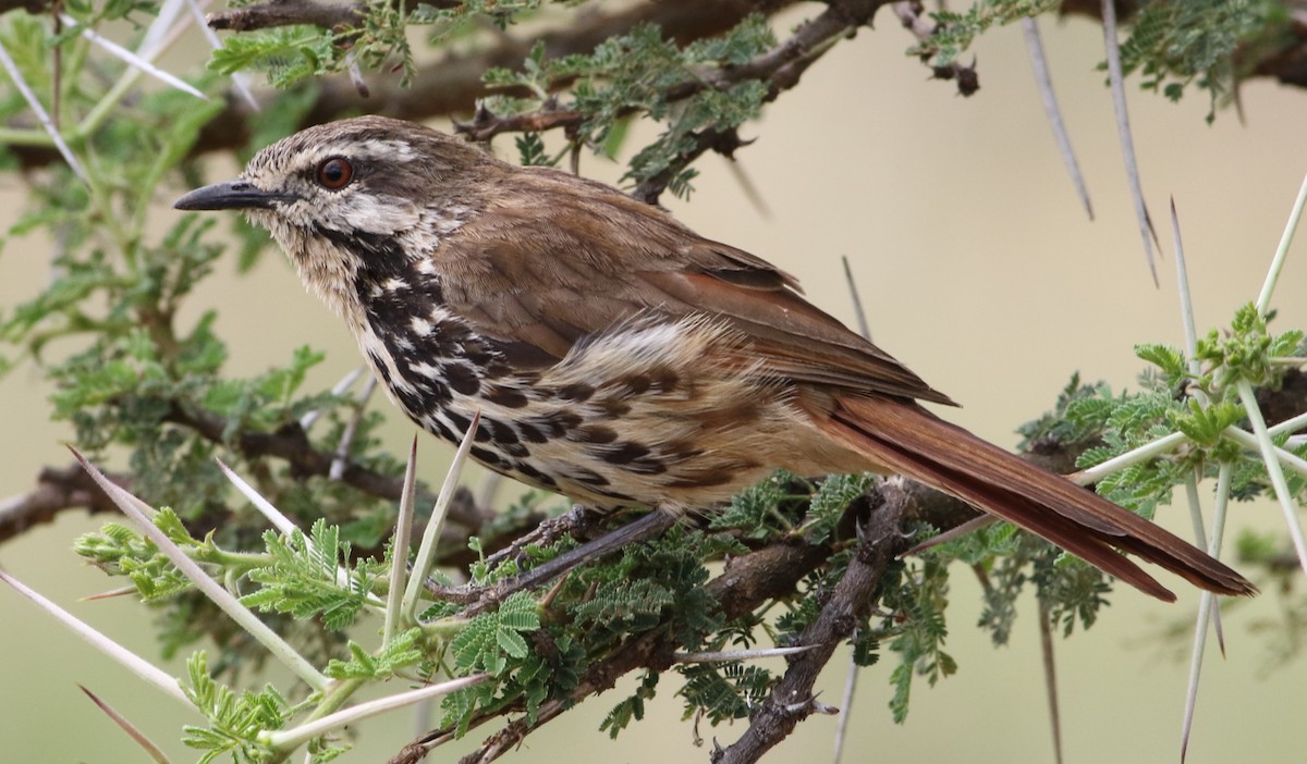 Spotted Morning-Thrush - ML645708288