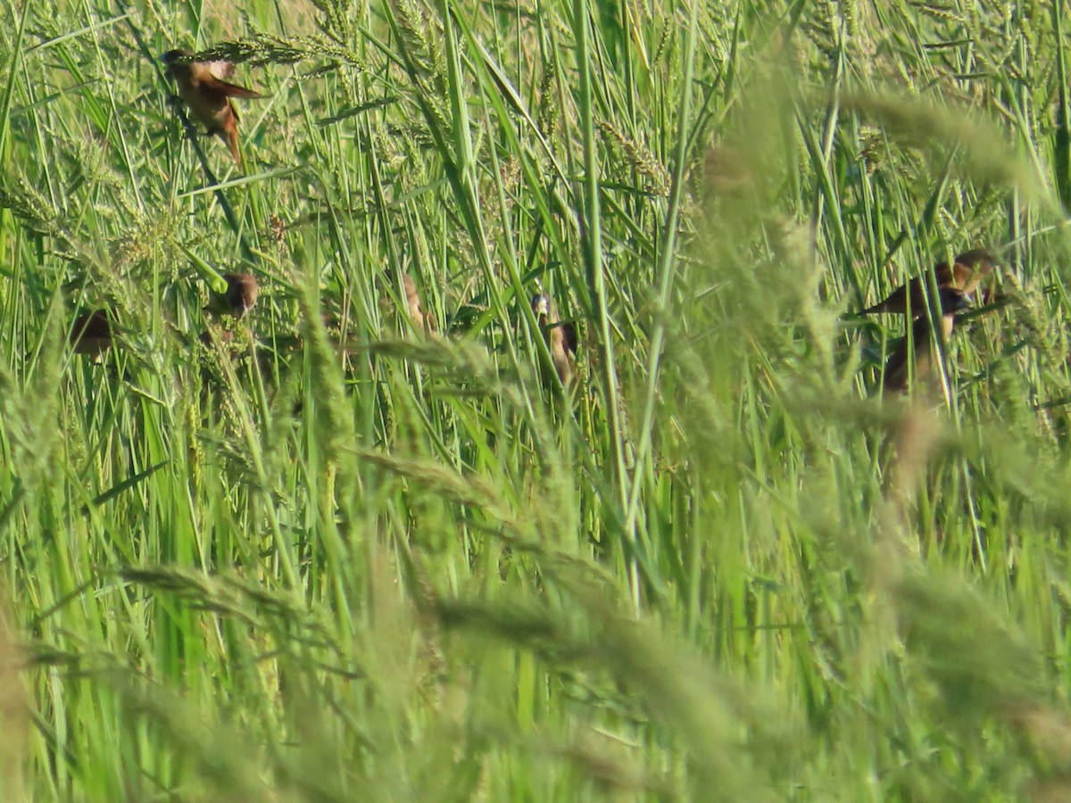 Chestnut Munia - ML645708290