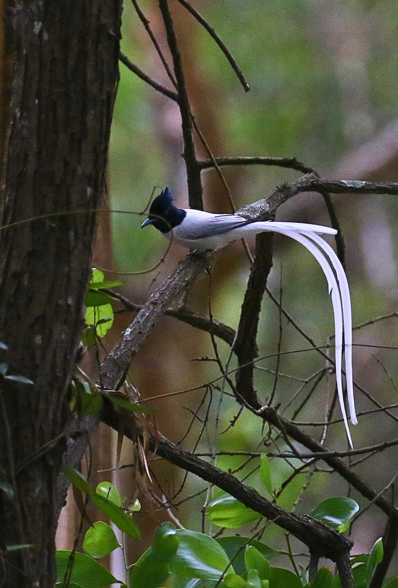 Indian Paradise-Flycatcher - ML645708291