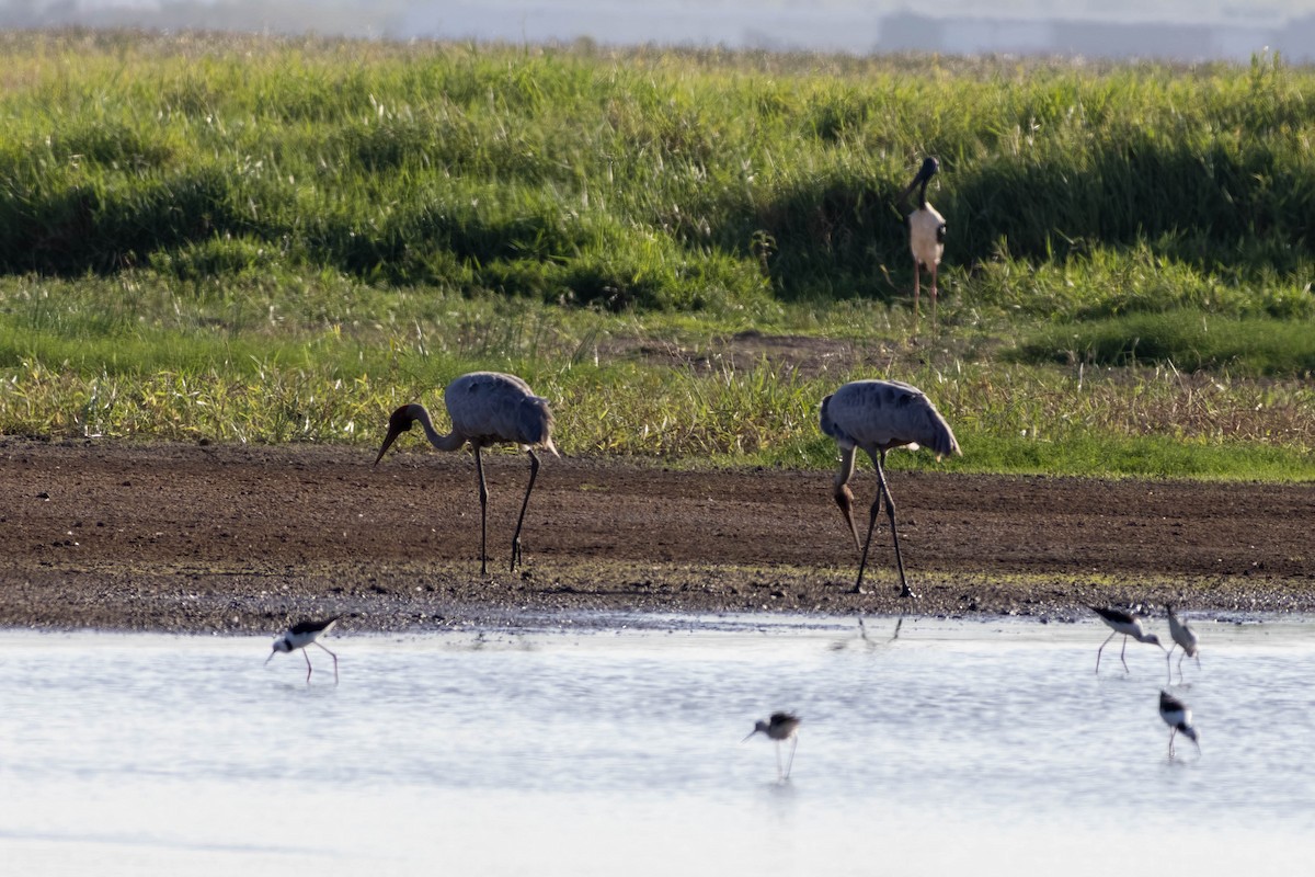 Brolga - ML645708294