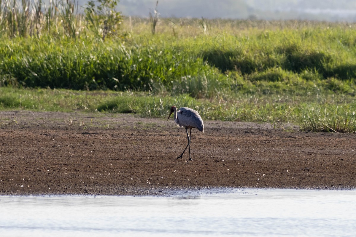 Brolga - ML645708295