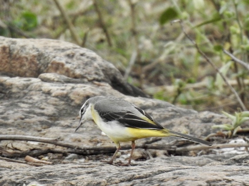 konipas horský - ML645708296