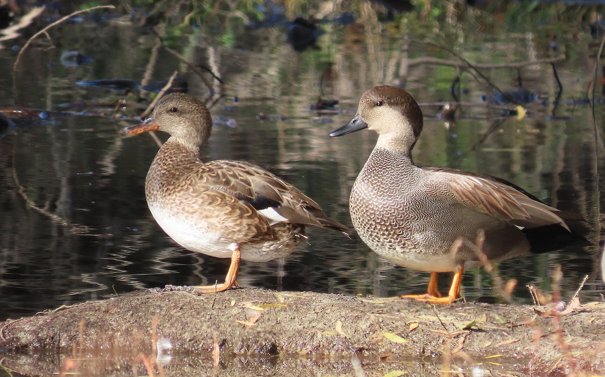 Gadwall - ML645708297