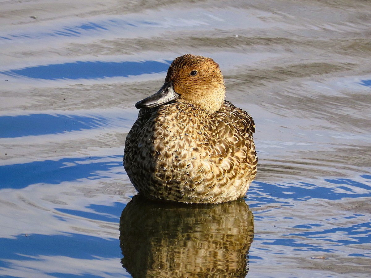 Northern Pintail - ML645708305